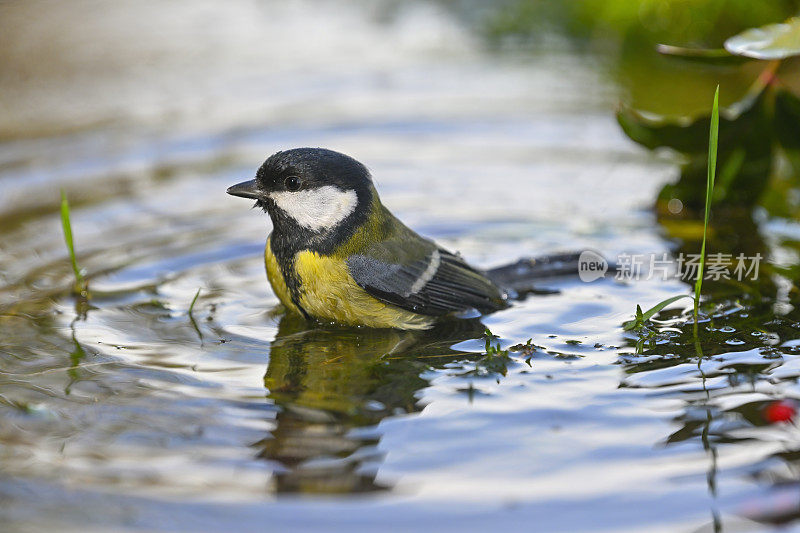 大奶头清洗(Parus major)